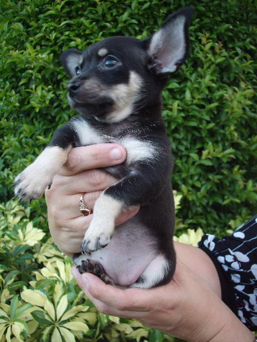 Wittle