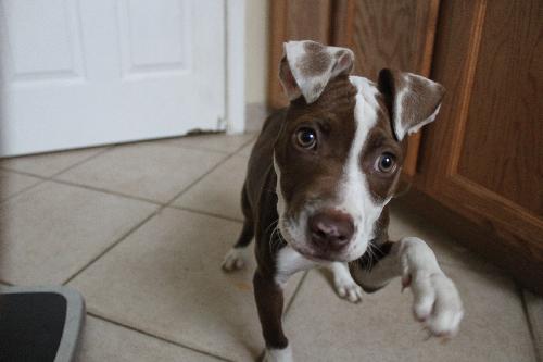 Coco