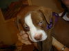 Lester