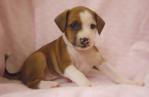 Keiba