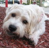 Hershey