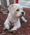 Hershey