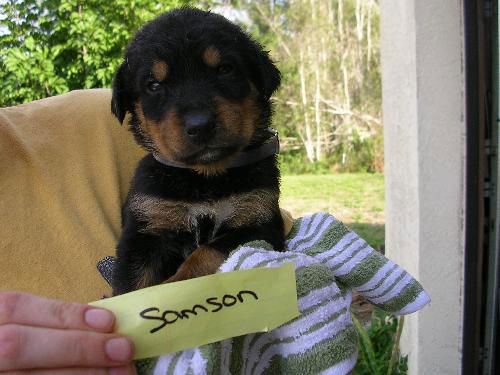 Samson