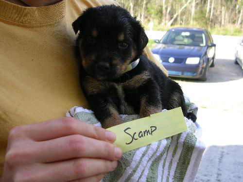 Scamp