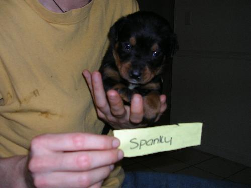 Spanky