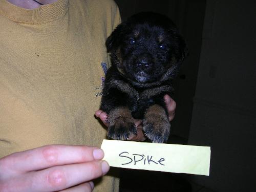 Spike