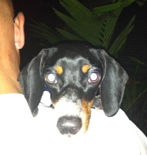 Doxie