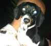 Doxie