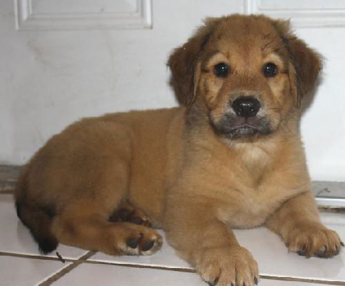 Viko