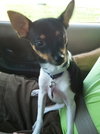 Joey
