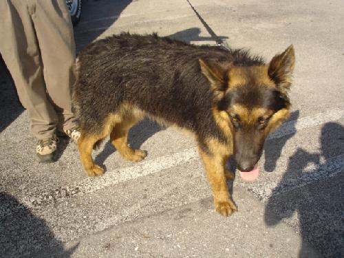 Lobo