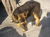 Lobo