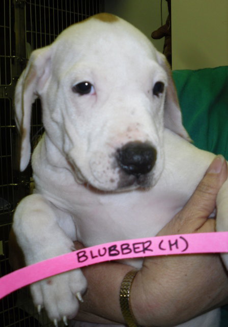 Blubber
