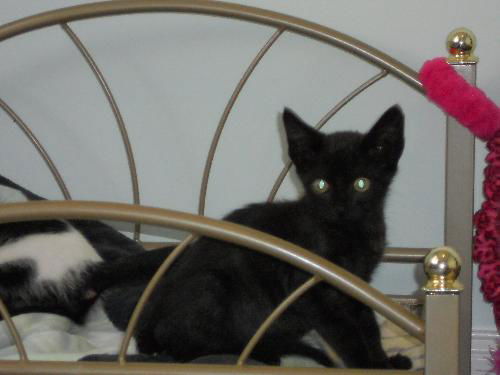 Alfie