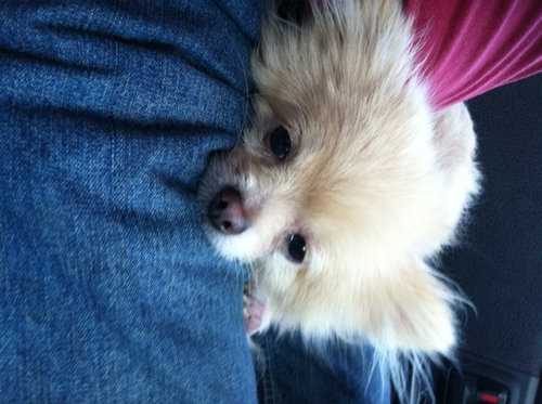 Bootsie/Trixie