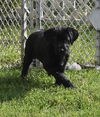 Willard