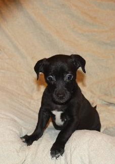 Capone