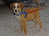 Shiloh