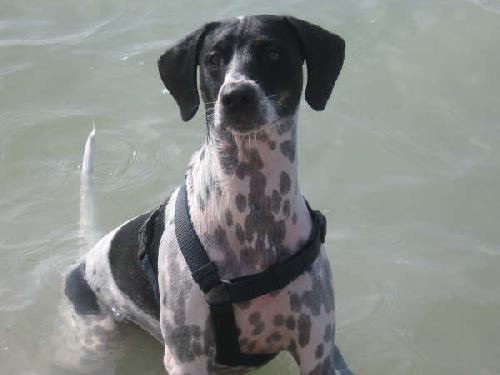 Brody