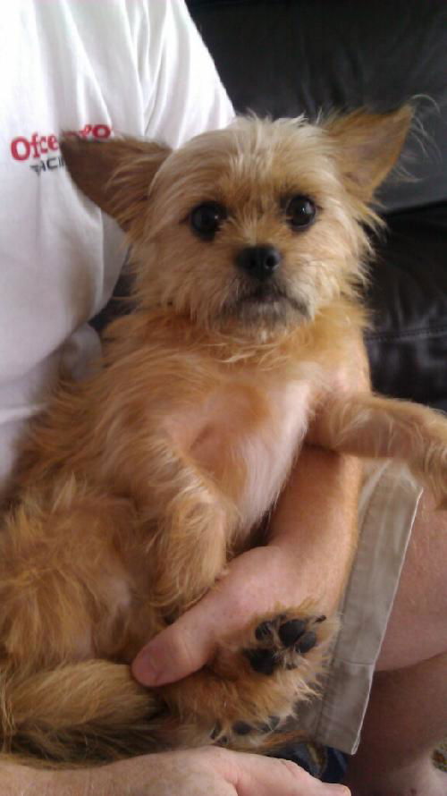 Carmello