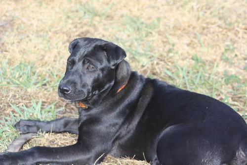 Enzo