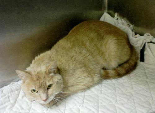 Honey (kitty)