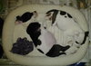 Holstein