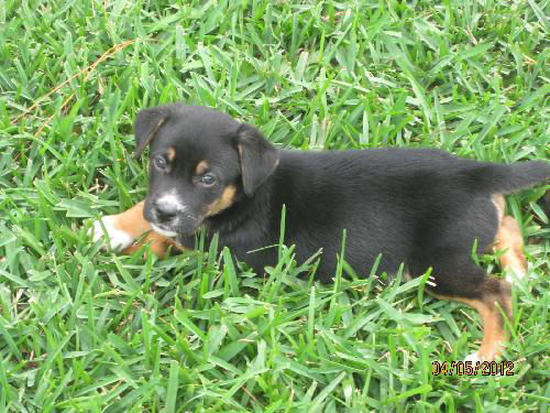 Taz