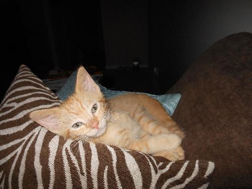Simba