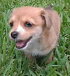 Meeko