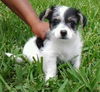 Mylo