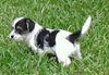 Mylo