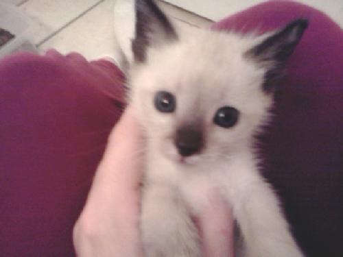 Stich