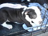 Bessie