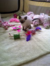 Lola