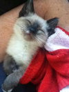 Lola