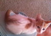 Milo