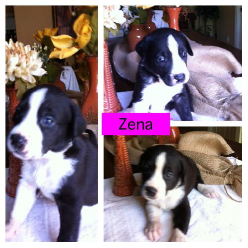 Zena