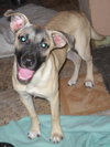 Summer the pup