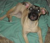 Summer the pup
