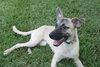 Summer the pup