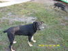 Constantina