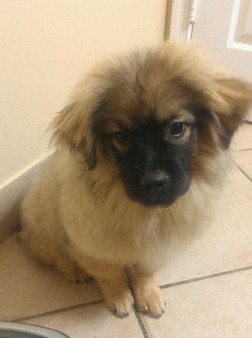 Fozzie Bear