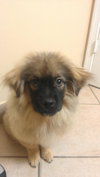 Fozzie Bear