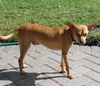 Kirko