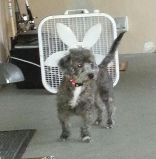Lulu