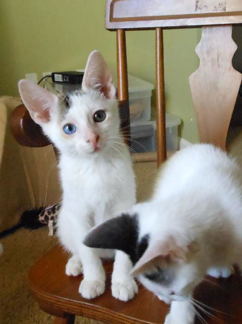 Meeko