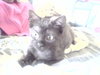Cocoa Bean
