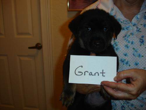 Grant