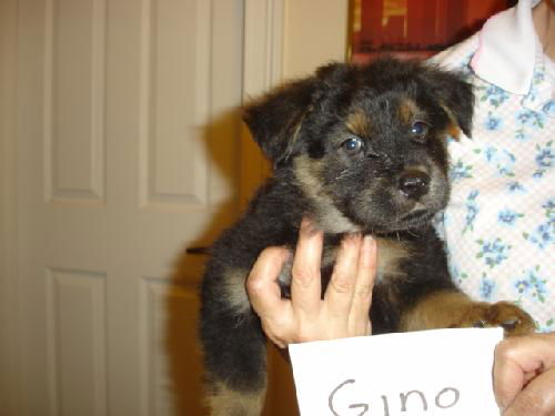 Gino